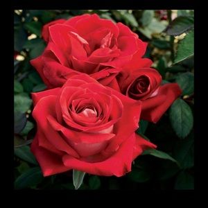 Meet your Posher, Martese